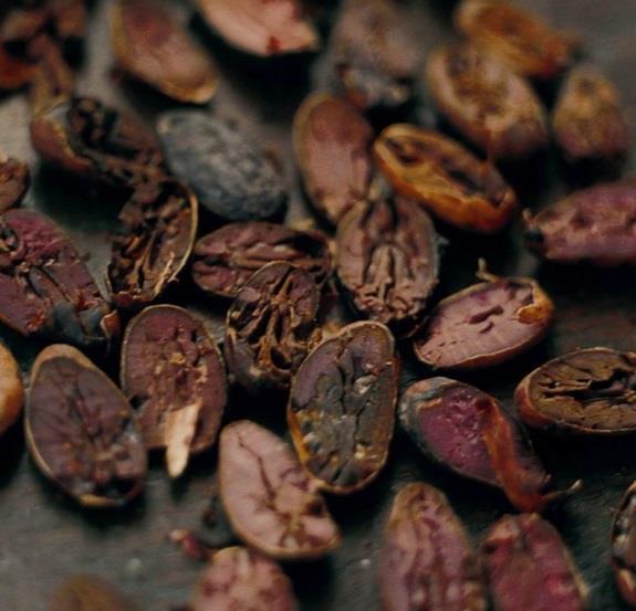 roasted, then ground into cocoa liquor Forms basis for cocoa