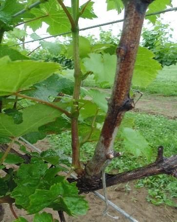 Figure 3: Early Leaf Removal in Pinot Gris (AARS) Note: Recent research varies in its conclusion as to how aggressive one should be with ELR, and how quickly and completely the vine will recover to