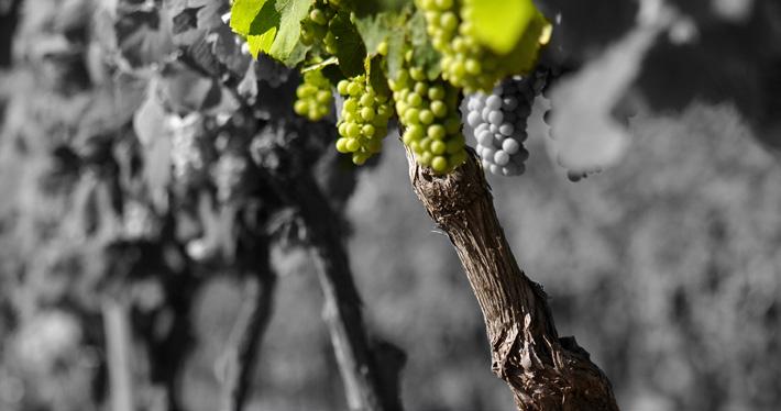 > MISIONES DE RENGO > VINEYARDS VINEYARDS Misiones de Rengo look after grapes from the best Chilean wine valleys such as, Leyda, Casablanca, Maipo (Maipo Andes, Isla de Maipo and María Pinto) Rapel