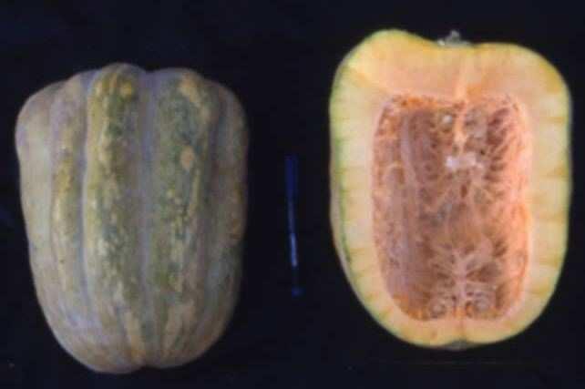 This lack of correlation between fruit and seed traits could be due to the