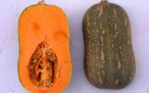 This higher fruit weight is associated to a trend to have thicker seeds.