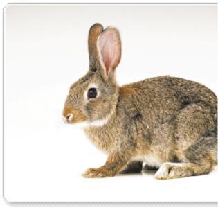 The hare has an excellent sense of hearing. He eats grass, carrots, cereals.
