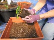 ensure proper depth: Planting for