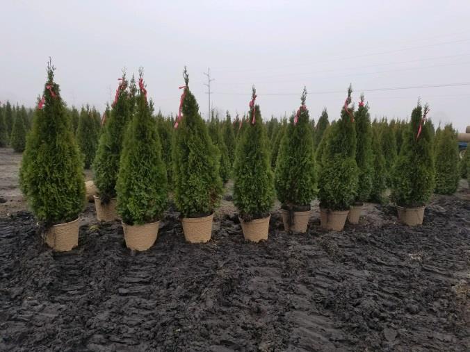 Evergreen Shrubs & Trees Call for B&B prices and availability Description Size Price Description Size Price Emerald Beauty Arborvitae Fiber Pot 3-5' $28.