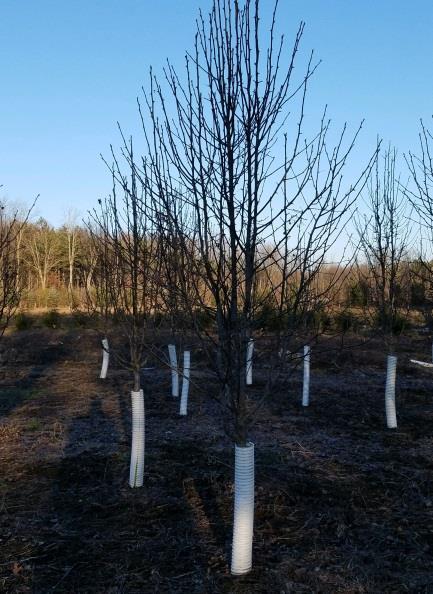 5-2" LARGER SIZES AVAILABLE PER REQUEST Call for price RIVER BIRCH FLOWERING PEAR Description Size Price Boxwood Welleri 3 Gallon $10.25 Boxwood Welleri Pints $2.