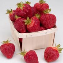 strawberry plant is from the Cornell Research Station, Geneva, NY, and has been a top variety for over 20 years.
