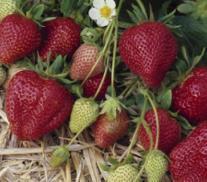 DARSELECT Darselect strawberry is a highly productive, widely adapted variety for plasticulture or matted-row production. Its sweet, tasty fruit was rated very good for flavor and firmness.