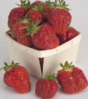 Best in Zones: 4 8 Flavor: Good Resistant to: Red Stele CABOT Cabot strawberry is known for its huge berries, excellent flavor, winter hardiness and disease resistance.