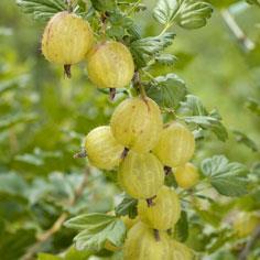 CURRANTS Bush type growth Habit Fruit in June or