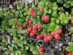 Acquired taste LINGONBERRY Extremely Cold Tolerant Evergreen shrub Resemble cranberry Prefer acidic soils Highly