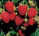 Joan J Himbo Top Polana Polka Caroline Anne PRIMOCANE VARIETIES THE REFERENCE BERRY Nearly all you read will discuss the variety Heritage or Autumn Bliss These were the standard primocane berries for