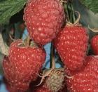 JOAN J This high-yielding, thornless, early primocane raspberry. The fruit is large and holds its size well. Berries are firm, easy picking (they release well) with small drupelets and good flavor.