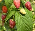 Berry Color: Red Best in Zones: 4 8 Flavor: Good Freezing Quality: Excellent Winter Hardy: Excellent HIMBO TOP Himbo Top, a primocane red raspberry variety introduced in 2008, has demonstrated high