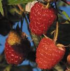 CAROLINE Caroline raspberry has a larger berry than Heritage and is more productive, with a rich, full, and intense raspberry flavor.