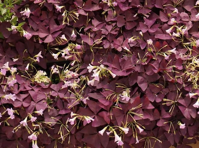 These coleus were bred at the U of SK. Search Under the Sea coleus on the internet and one can find many stories about them. Figure 2.