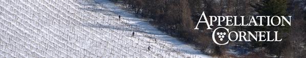 Research News from Cornell s Viticulture and Enology Program Research Focus 2016-1 Research Focus Grapevine Winter Survival and Prospects in an Age of Changing Climate Jason P.