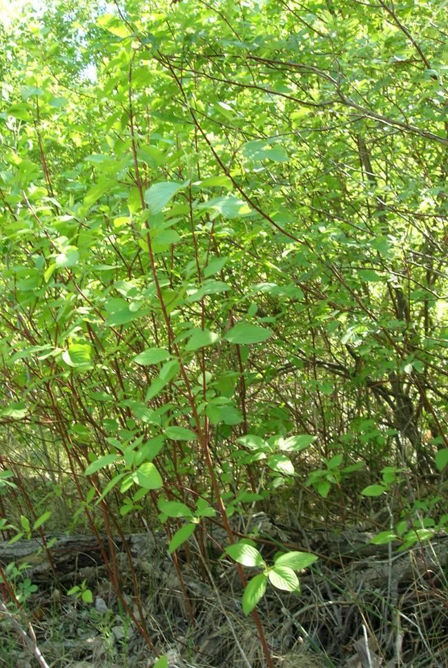 Red Willow / Red-Osier Dogwood Berries used as a mouthwash Branches used for fish traps, poles