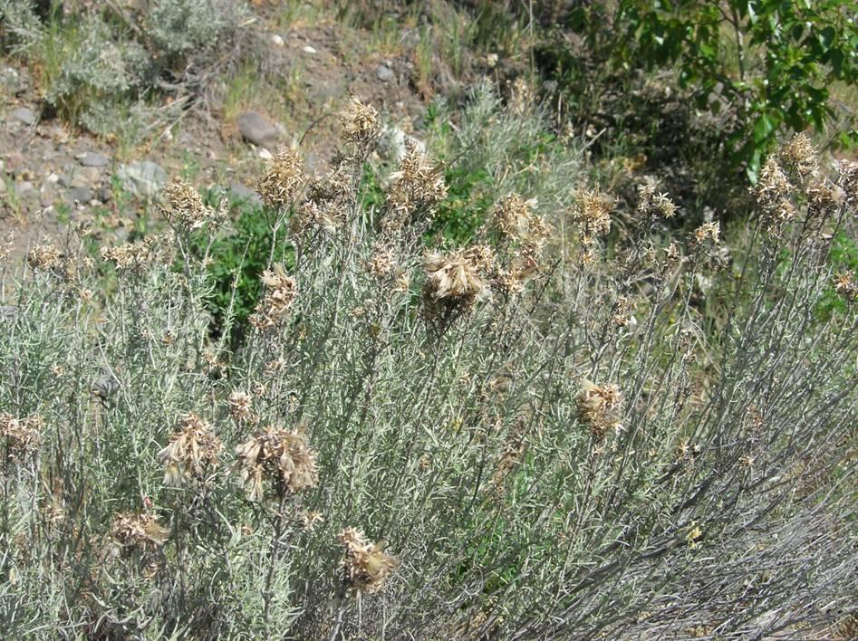 Rabbit Brush Name came because heavily browsed by jack rabbits, deer, and mountain sheep Tea from the leaves used to ease cramps and cure sore throats Branches used for