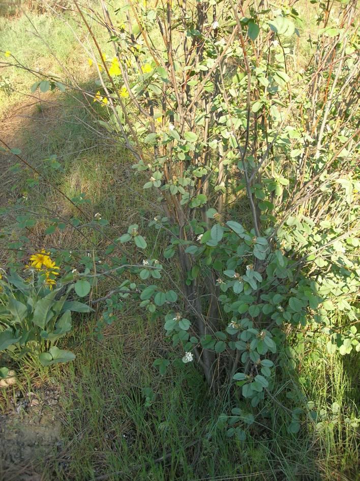 Great Mullein Lives for two years First year produces a rosette of leaves and the second year, a tall