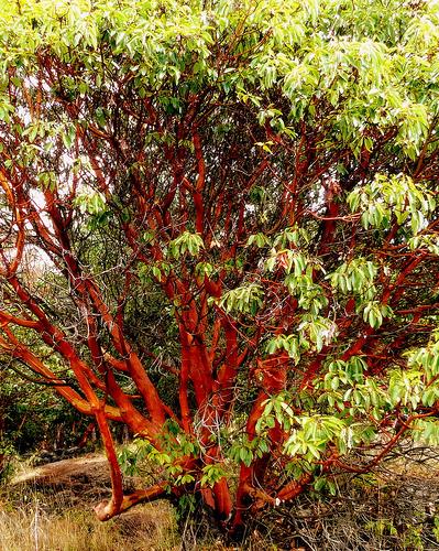 of Pacific Madrone