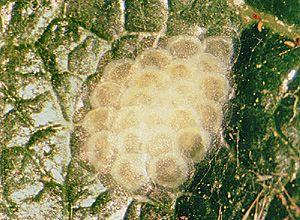 Light Brown Apple Moth Eggs Eggs are white to light green when newly laid,