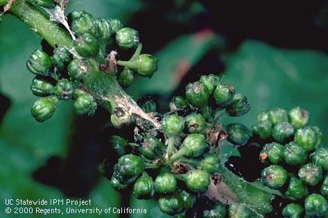 Later, larvae feed along the cluster stem and on the berries.
