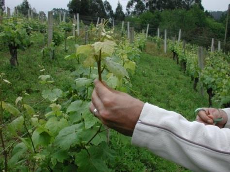 researchers-farmers-institutions - The results were the base for the inclusion of Branco Lexítimo and Agudelo in the Spanish Official List of Vine Varieties with