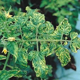 yellow and soon stop growing Mottled yellow patches on leaves and fruit Curly top virus Various mosaic viruses Photo: American