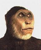 The next earliest hominid (great ape) discovered is the Australopithecus boisei, supposed to have