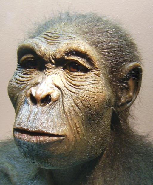 The next earliest hominid (great ape) discovered is the beginning of that race of creatures who are closest to man, and not ape, and thus whose genus name begins with the descriptor of Homo, which is