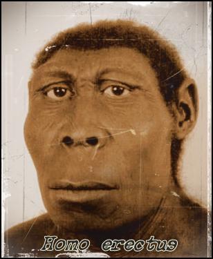 The next earliest Homo Genus discovered was Homo Erectus (Greek for upright man.) He lived between 1.8 million and 300,000 years ago. It was a successful species for a million and a half years.