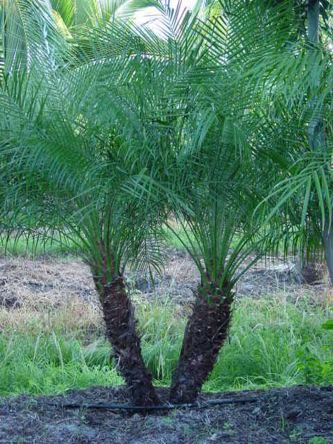 PALM Phoenix roebelenii Pygmy Date Up To 15 ft 12 to