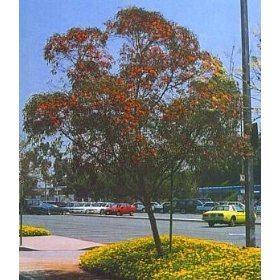 TREE Eucalyptus torquata Coral Gum Tree Up to 30 ft 20