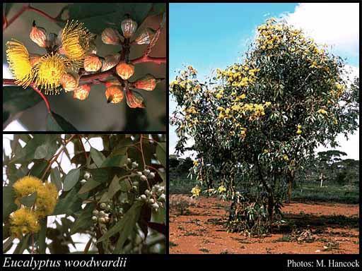 TREE Eucalyptus woodwardii Lemon ed Gum Tree Up