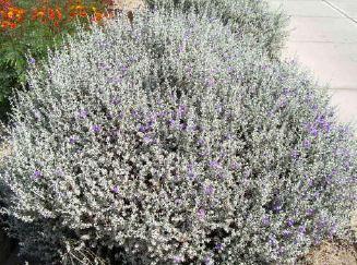5 ft Purple Silvery White 2 to 5