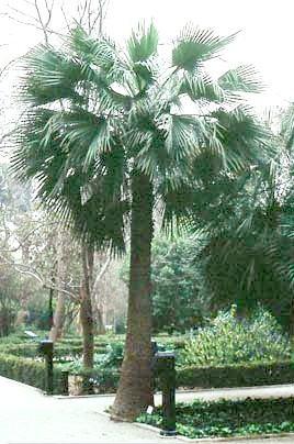PALM Brahea edulis Guadalupe 15 to 45 ft 15 ft Pale