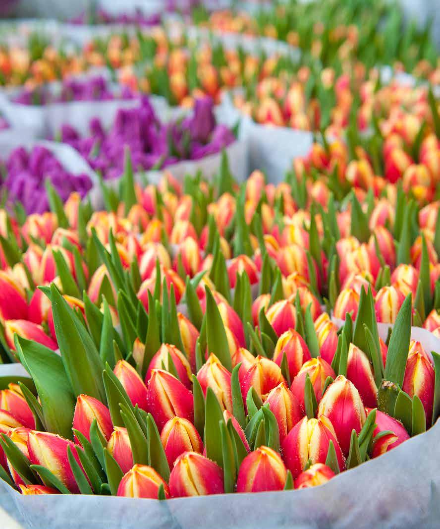 May 2013 New seaso tulips sit colourfully at the market Like comig across old bridges with curious rows of padlocks adorig the chais.