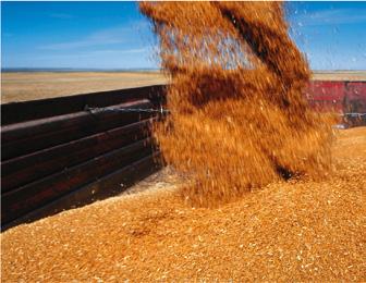 durum wheat (20-30%) During drier than average