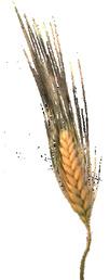 khorasan wheat Scientific name: Triticum turgidum ssp.