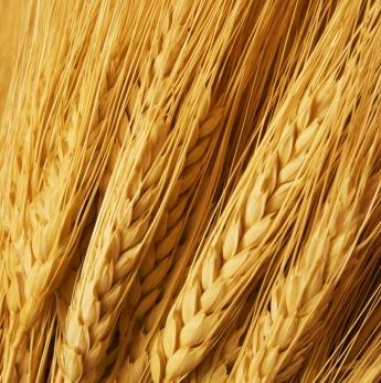 Wheat, Rye, Barley & Triticale Types of wheat include: Bulgur Spelt Kamut Durum flour Semolina Farina