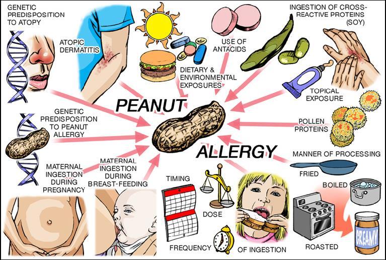 WHAT IS THE BASIS OF INCREASED NUT ALLERGY?