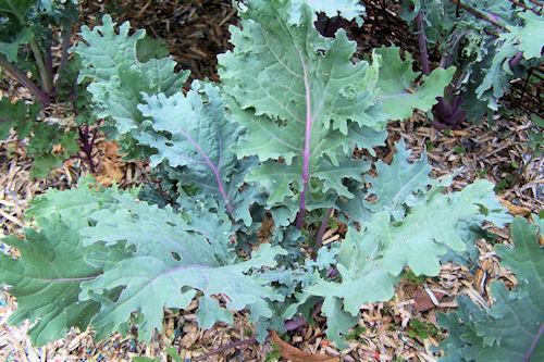 Red Russian Kale Red Russian Kale originated in Siberia (northeast Asia) and has beautiful dark red stems. Its leaves are green with toothed edges, and red veins. Kale is a relative of wild cabbage.