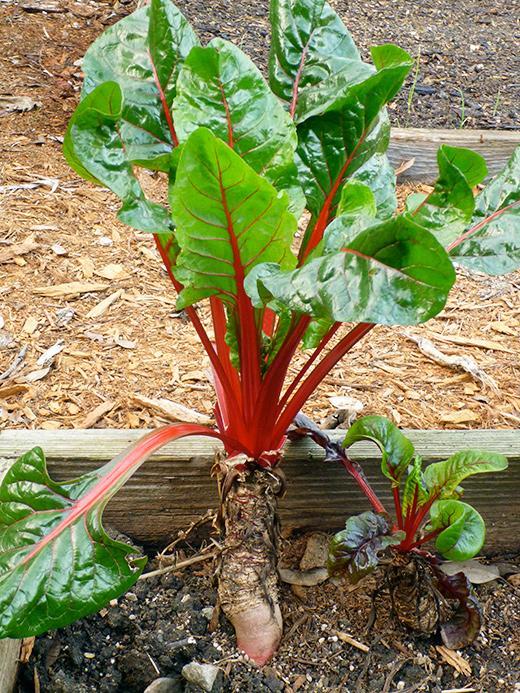 Chard Chard has broad wavy and crinkled green leaves with white, yellow, or red stalks and veins flowing throughout the foliage.