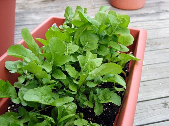 Arugula Arugula is a member of the mustard family. It is also called salad rocket! Arugula consists of vibrant green leaves attached to a pale creamy green hued stem.