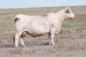 61 IDX: of the 2005 born heifer crop at Cobb Ranch in Montana.