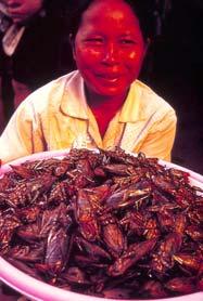 are a delicacy in Australia (the larvae are collected on