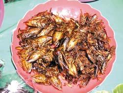 products: edible insects Mainland Asia: Cambodia Thailand