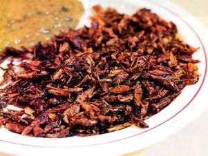 (University of Wisconsin) Edible insects in Mexico Edible