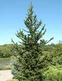 PICEA ABIES LITTLE GEM ABIES LITTLE GEM LITTLE GEM SPRUCE Code: 0990 Height: 50cm Spread: 60cm A nice dense growing dwarf spruce. Excellent for the rock garden. Very slow growing.
