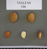 Table 5. Mineral composition of Vialfas kernels as compared to other cultivars. Cultivar Fiber Ash K Ca Mg (% DW z ) (% DW z ) ( DW z ) ( DW z ) ( DW z ) D. Largueta 4.74 3.39 0.84 0.23 0.